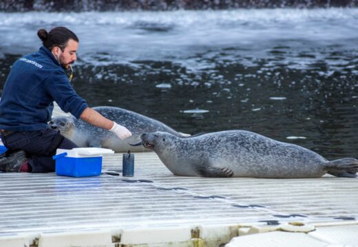 Regresa ao Aquarium Finisterrae a actividade ‘Aventura coas focas’